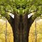 " The Mystic's Tree "