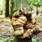 Burl head