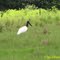 O jaburu (Jabiru mycteria), também conhecido populamente como tuiuiú.