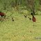  JAÇANÃS (Jacana jaçana)