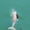Caranha tenta tomar peixe da boca do Boto - UHE Peixe Angical - Rio Tocantins