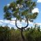 The "U" tree