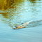 Wild Gator