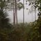 Foggy Morning at Sweetbay