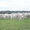 Cadastro de Compromisso Socioambiental - Fazenda Luciana - Cadastrada desde 2010