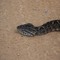 Bothrops sp., Jararaca