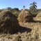 Estas são medas, construidas após  o corte Manual da Lavoura de Arroz e a confecção das "PAFEIAS" nome dado aos um feixos  de Arroz.