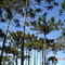 Mata de Araucárias