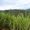 caña de azucar