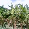 Zona bananera