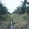 Plantaciones Bananeras