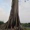 Giant tree