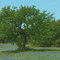 Oak and Bluebonnets