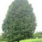 Albero