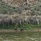 Patos silvestres