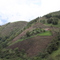 por los caminos del cafe: lote de cafe caturro " la huerta de Flor Maria" finca la Ermita, fotografia tomada el 17 de noviembre del 2008, camara Canon EOS 40D, archivo fotografico PHA