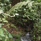 cuenca parta alta quebrada Tafetanes vegetacion nativa bosque Humedo premontano, limites municipales entre Sopetran y San Jeronimo, camara Canon EOS 40D, noviembre 17 del 2008, archivo fotografico PHA