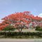Arbol florido - Sabanalarga - Atlántico.