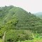 finca cafetera en chinchiná,colombia