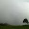 paisaje con niebla y árbol solitario