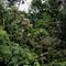 Bosque Amazónico