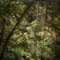 La selva en Jordàn