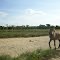 Caballo criollo en las sabanas de Caribayona.