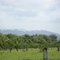 Los Farallones vistos desde la finca Villa Martha