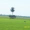 Palma y arroz Casanare