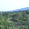 Tauramena bosques