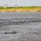 Glimpse of an Orinoco Dolphin
