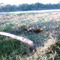 Oso palmero en isla de rio Meta