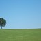 The Tree