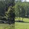 3D Heard of Grazing Cattle X3D