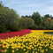 festival des tulipes 6 Ottawa Parc