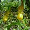 Cypripèdes soulier (Cypripedium calceolus)