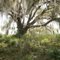 Live Oak along the Palatlakaha River