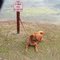 DO NOT FEED THE ALLIGATORS!!!!