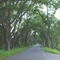 canopy road, old cr48, northeast of Center Hill Fla (3-2008)