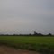 Plantacion de arroz