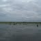 Estero