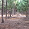 Hormiguero en plantaciones forestales Villanueva