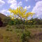 Araguaney Finca El Guarataro