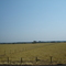 pasturas agotadas por la epoca de sequía