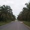 Sembrado de palma de aceite en Villanueva - Casanare