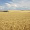 Touchet Valley Grain Fields