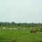 Garzas & Ganado, Paisaje Llanero