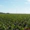 Cultivo de Palma Guanare