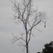 Nidos colgantes  . - Hanging nests