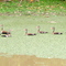 Patos silvestres
